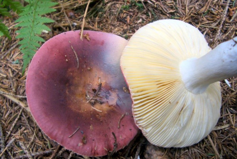 Due Russule del Trentino